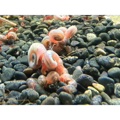 Cluster of pink ramshorn snails.