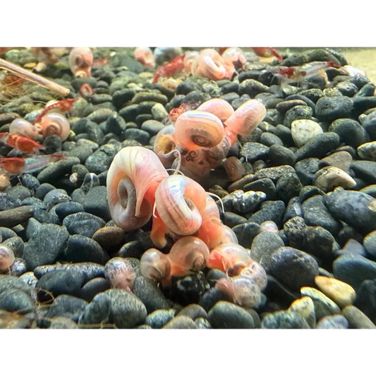 Cluster of pink ramshorn snails.