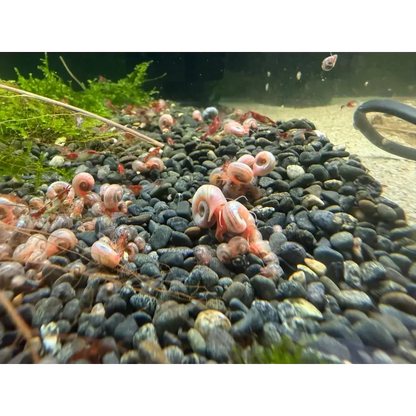 Aquarium with snails and shrimp.
