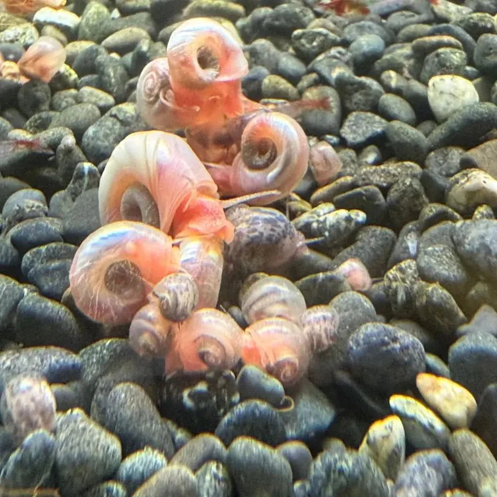 Pile of pink snails.