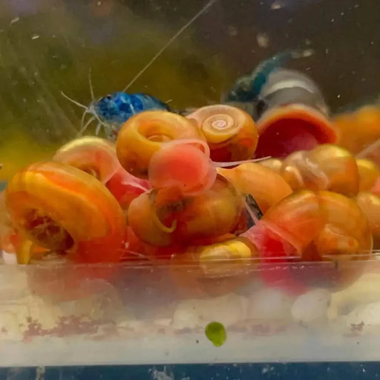 Pile of colorful ramshorn snails.