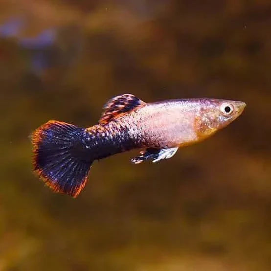 Colorful guppy fish.