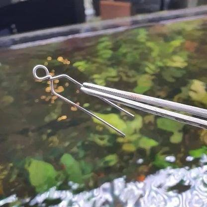 Stainless steel tweezers with curved tips and a ring at the end, suitable for aquarium maintenance.