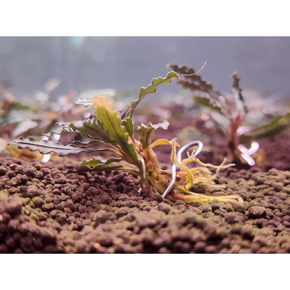 Green leafy aquatic plant with serrated edges, soil substrate.