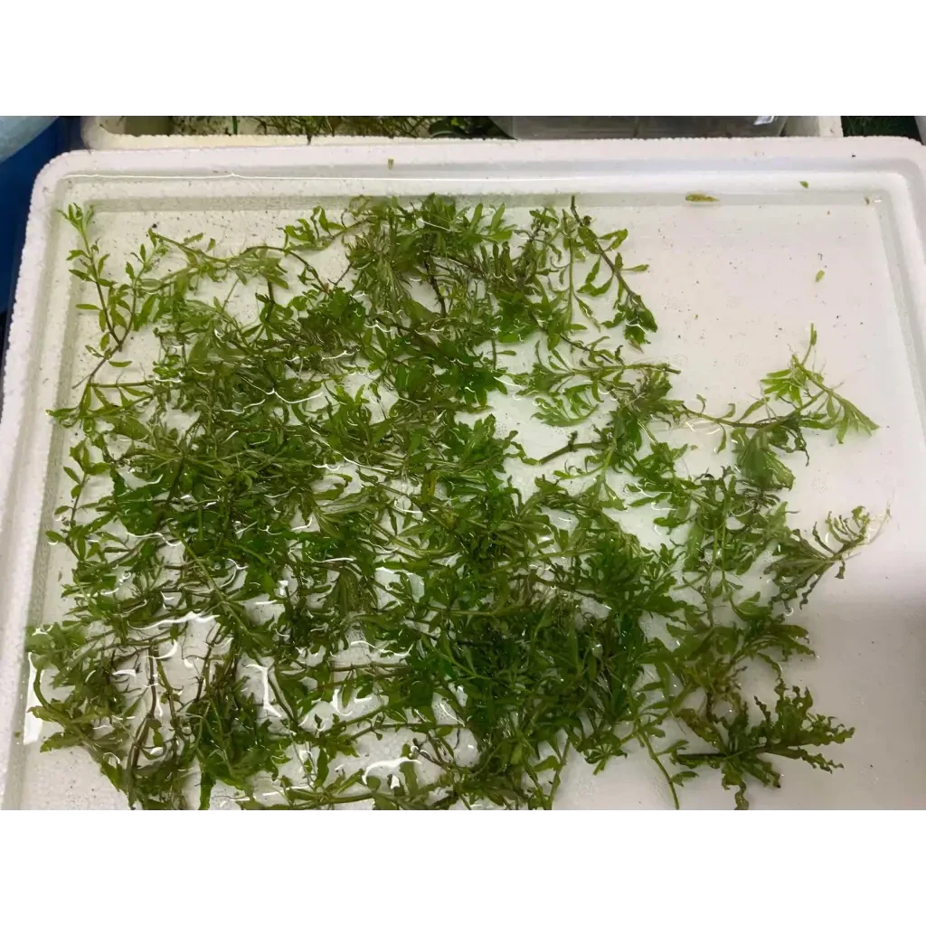 Aquatic green plants.