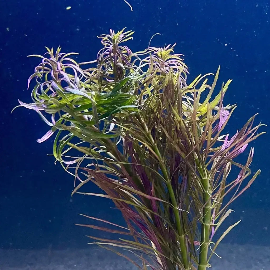Purple and green aquatic plant in water