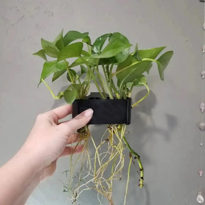 Pothos Holder (5 Hole)