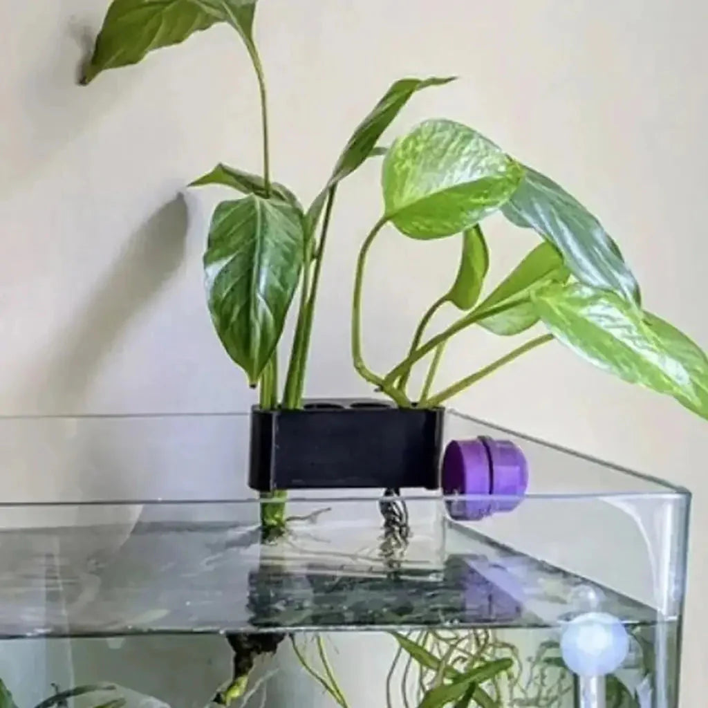 Pothos Holder (5 Hole)