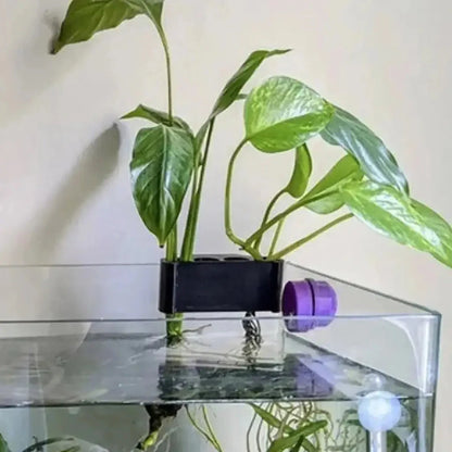 Pothos Holder (5 Hole)