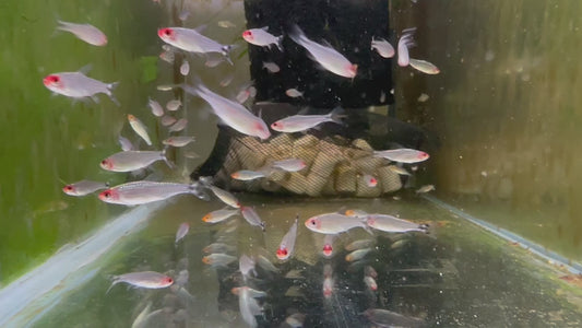 Rummy Nose Tetra 3cm