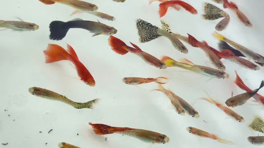 Assorted Male Guppies
