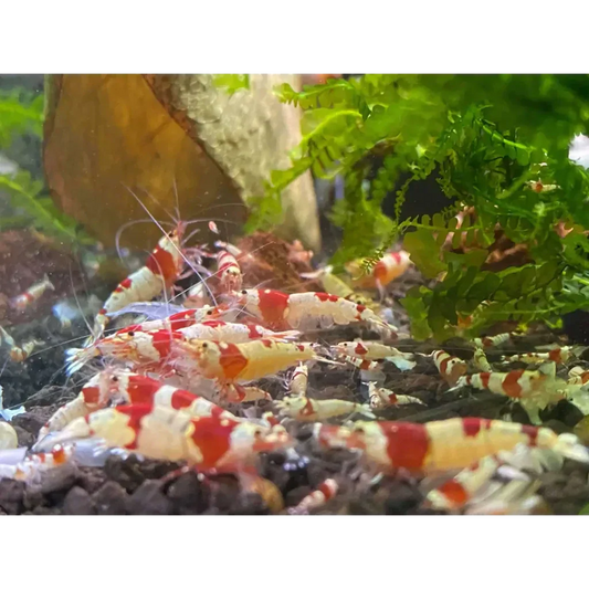 Red and white crystal shrimp.