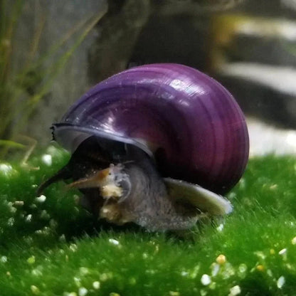 Purple mystery snail.