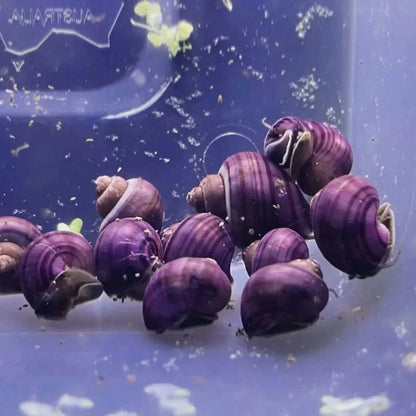 Pile of purple striped snails.