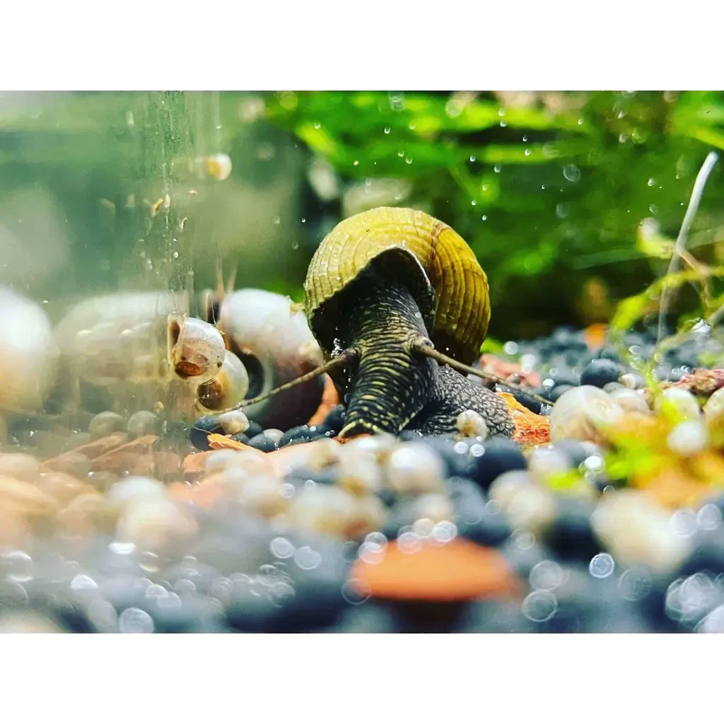 Aquatic snail with a ridged, golden shell.