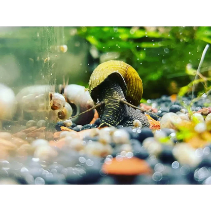 Aquatic snail with a ridged, golden shell.