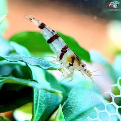 Striped freshwater shrimp.