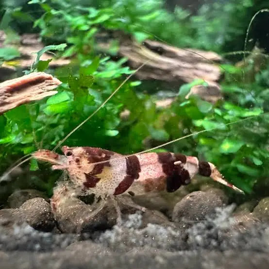 Brown and white striped shrimp.