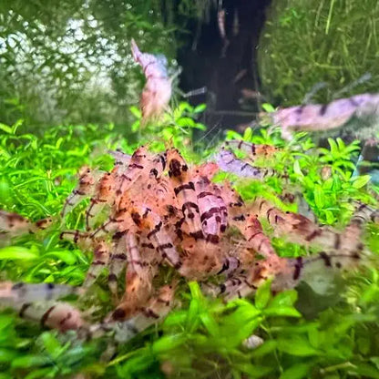 Cluster of tiger shrimp.