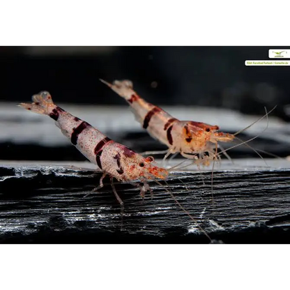 Two red and white striped shrimp.