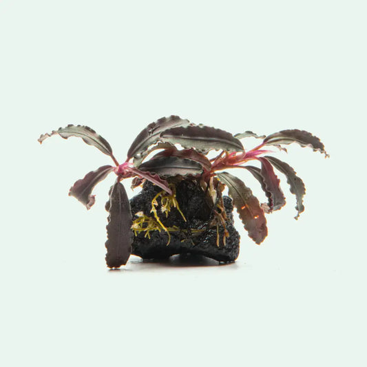 Dark purple aquatic plant with wavy, serrated leaves and pinkish stems, rooted in a black porous rock base.