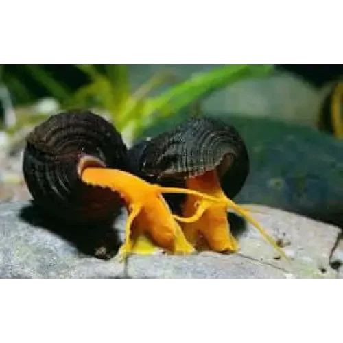 Two black mystery snails with orange bodies.