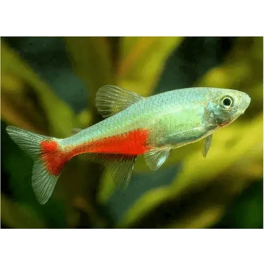 Red-striped, silver-bodied fish.