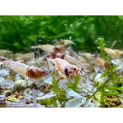 Aquarium shrimp with dark head.