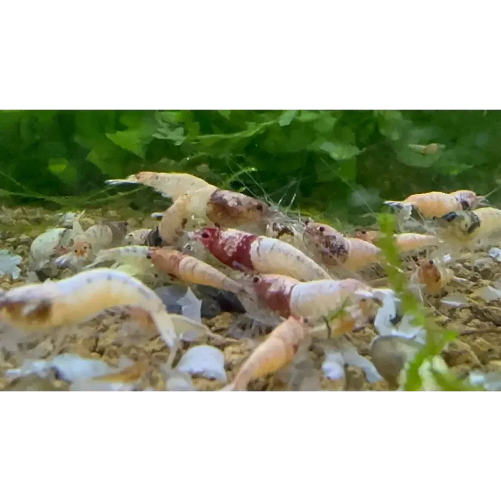 Aquarium shrimp cluster.