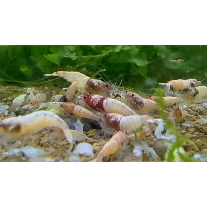 Aquarium shrimp cluster.