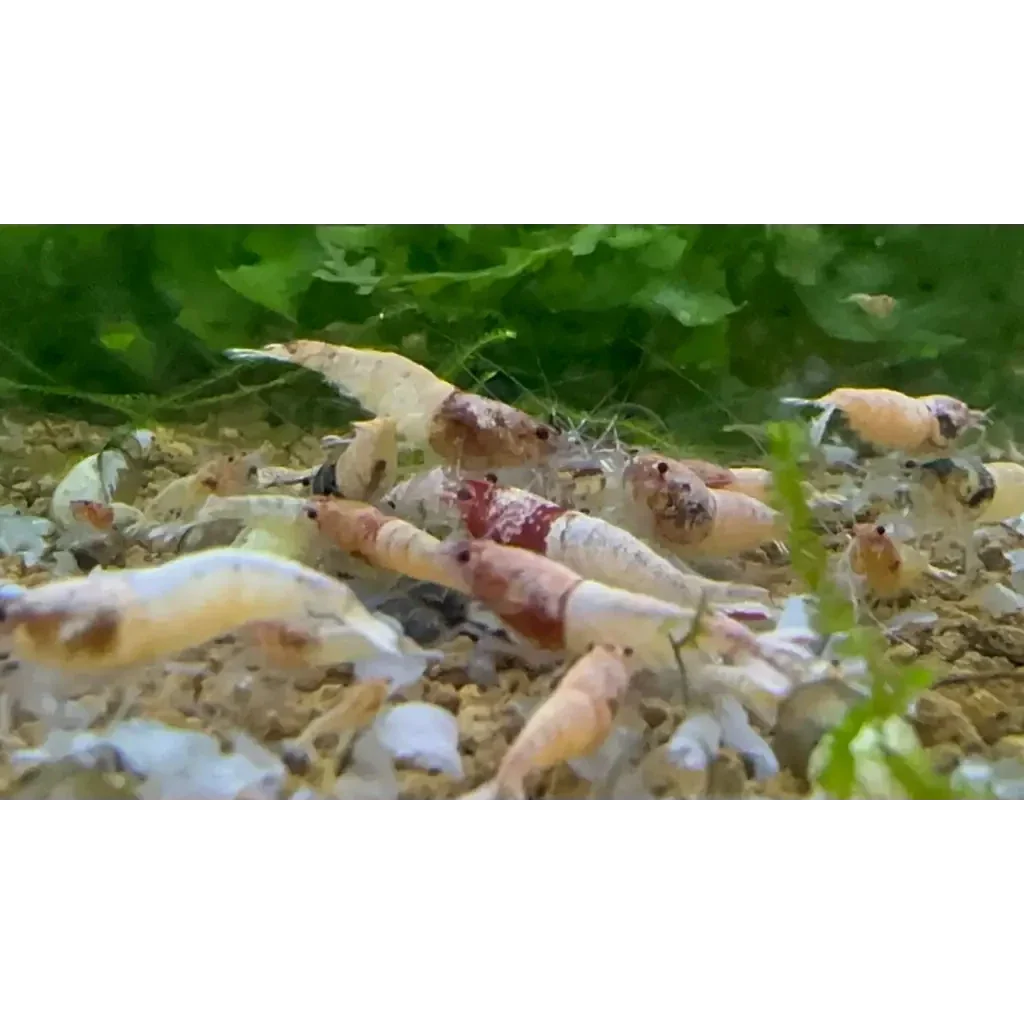 Aquarium shrimp cluster.