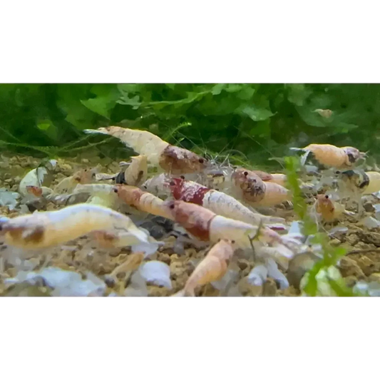 Aquarium shrimp cluster.
