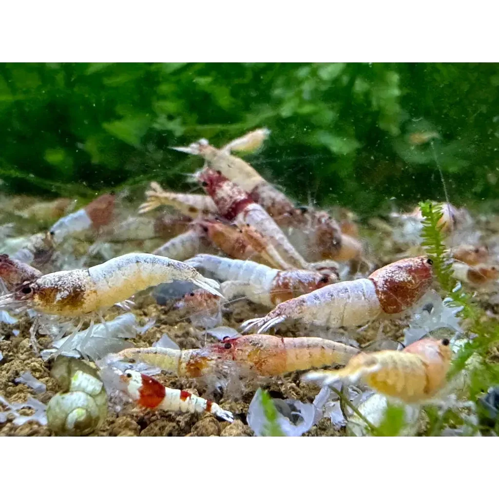 Aquarium shrimp cluster.