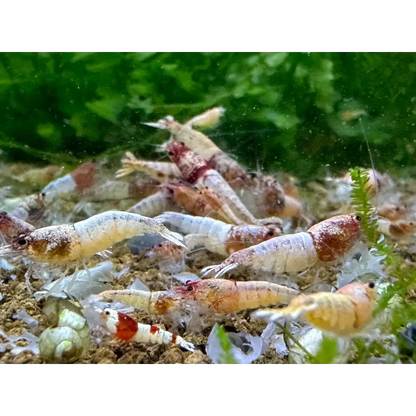 Aquarium shrimp cluster.