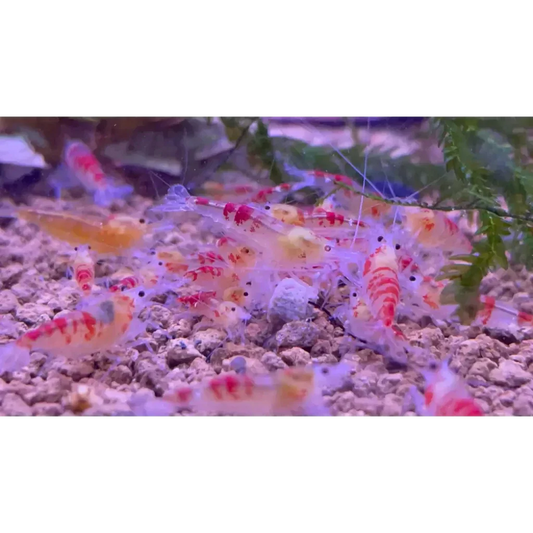 Cluster of red and white shrimp.