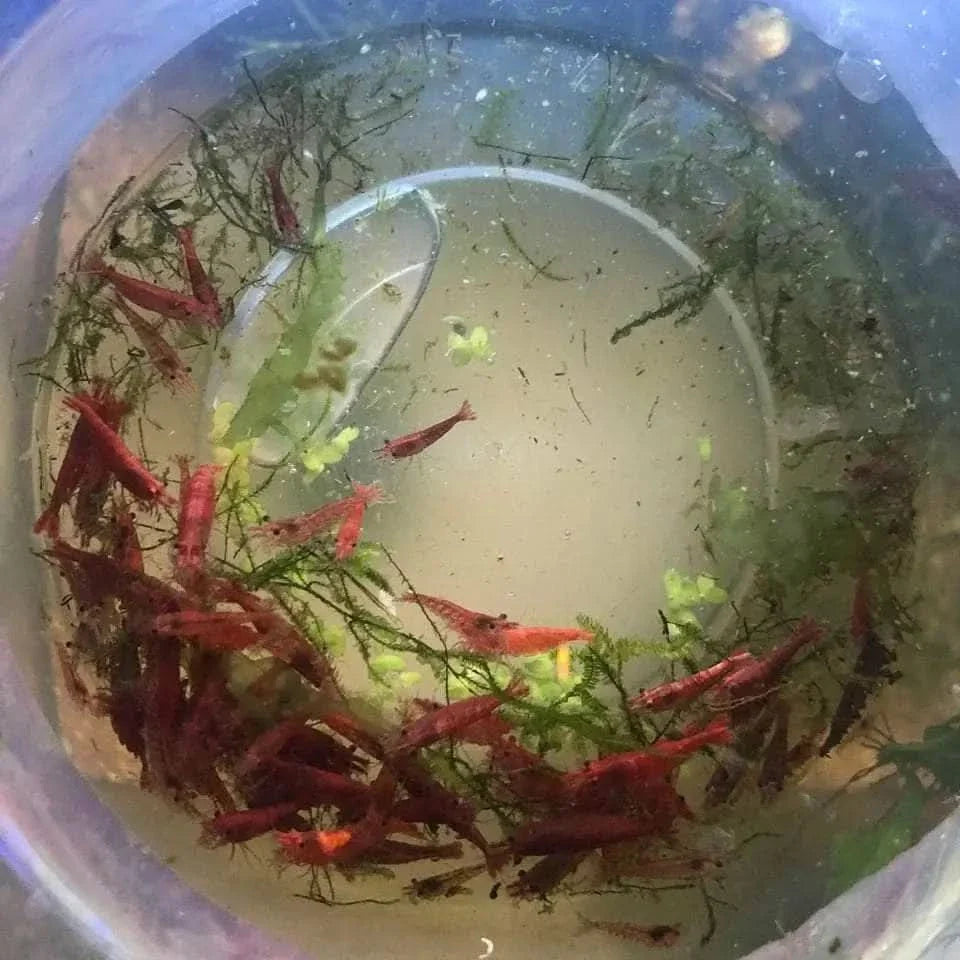 Red cherry shrimp in a bowl.