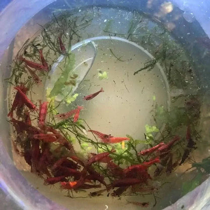 Red cherry shrimp in a bowl.