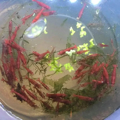 Red cherry shrimp in a bowl.