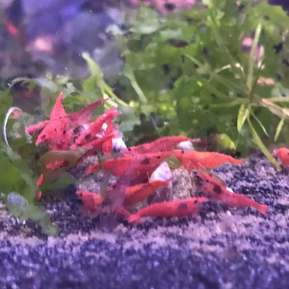 Red cherry shrimp cluster.