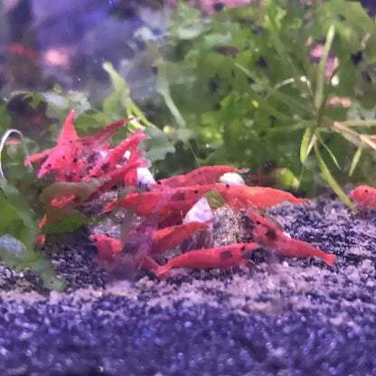 Red cherry shrimp cluster.