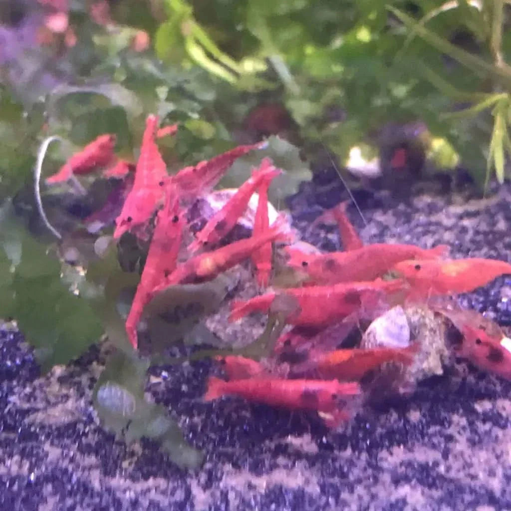 Red cherry shrimp cluster.