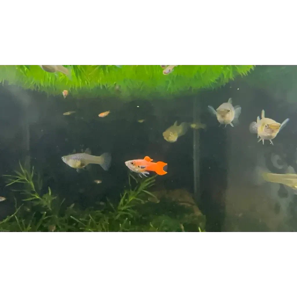 Freshwater aquarium with guppies.