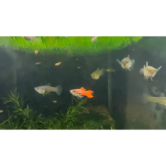 Freshwater aquarium with guppies.