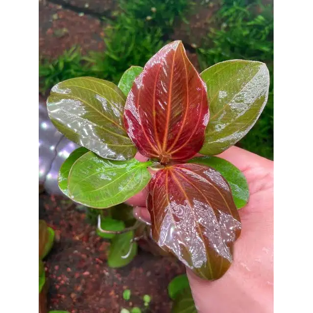 A vibrant aquatic plant with broad, glossy leaves, some deep reddish-brown and others bright green.
