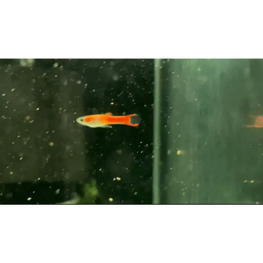 Orange guppy with black tail.