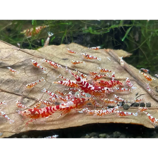 Red and white striped shrimp.