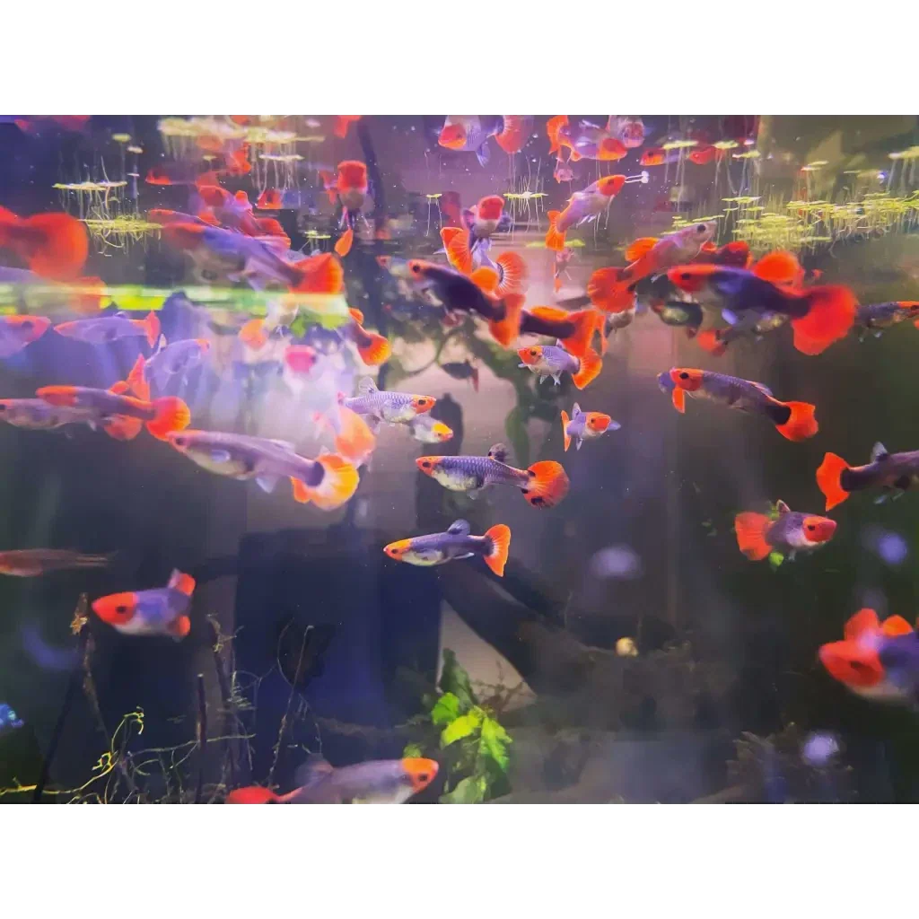 School of colorful guppy fish.