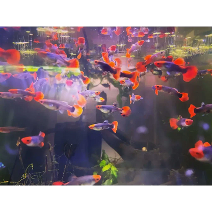School of colorful guppy fish.