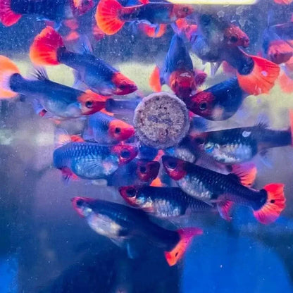 Vibrant guppies surrounding food pellet.