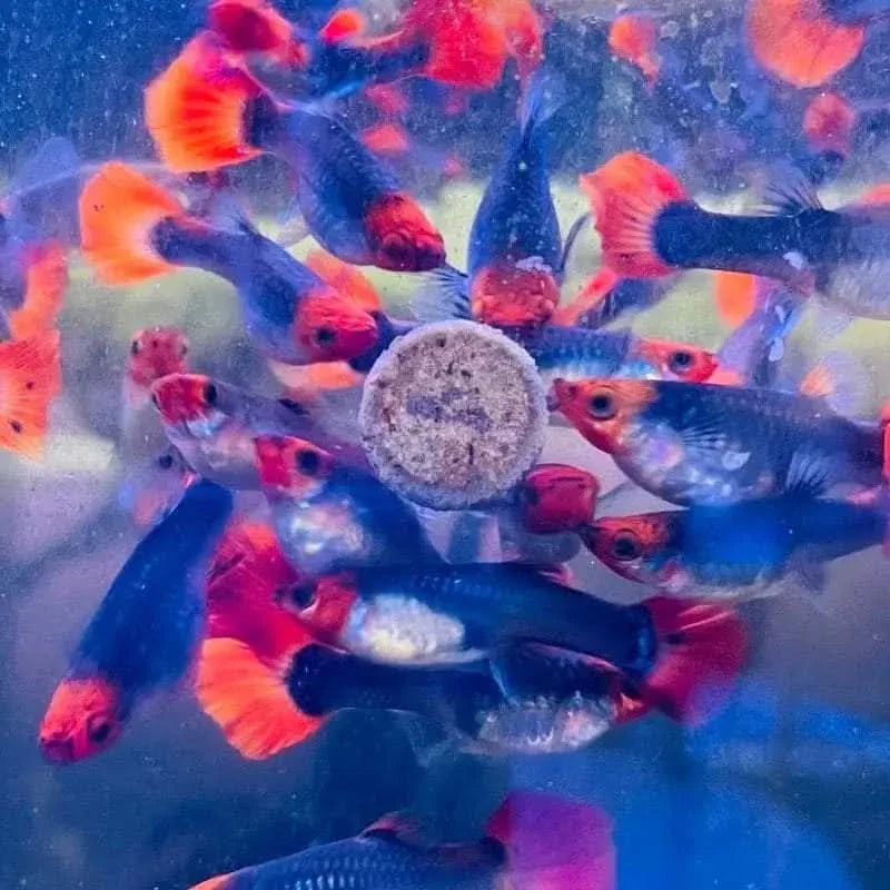 Colorful guppy fish feeding.